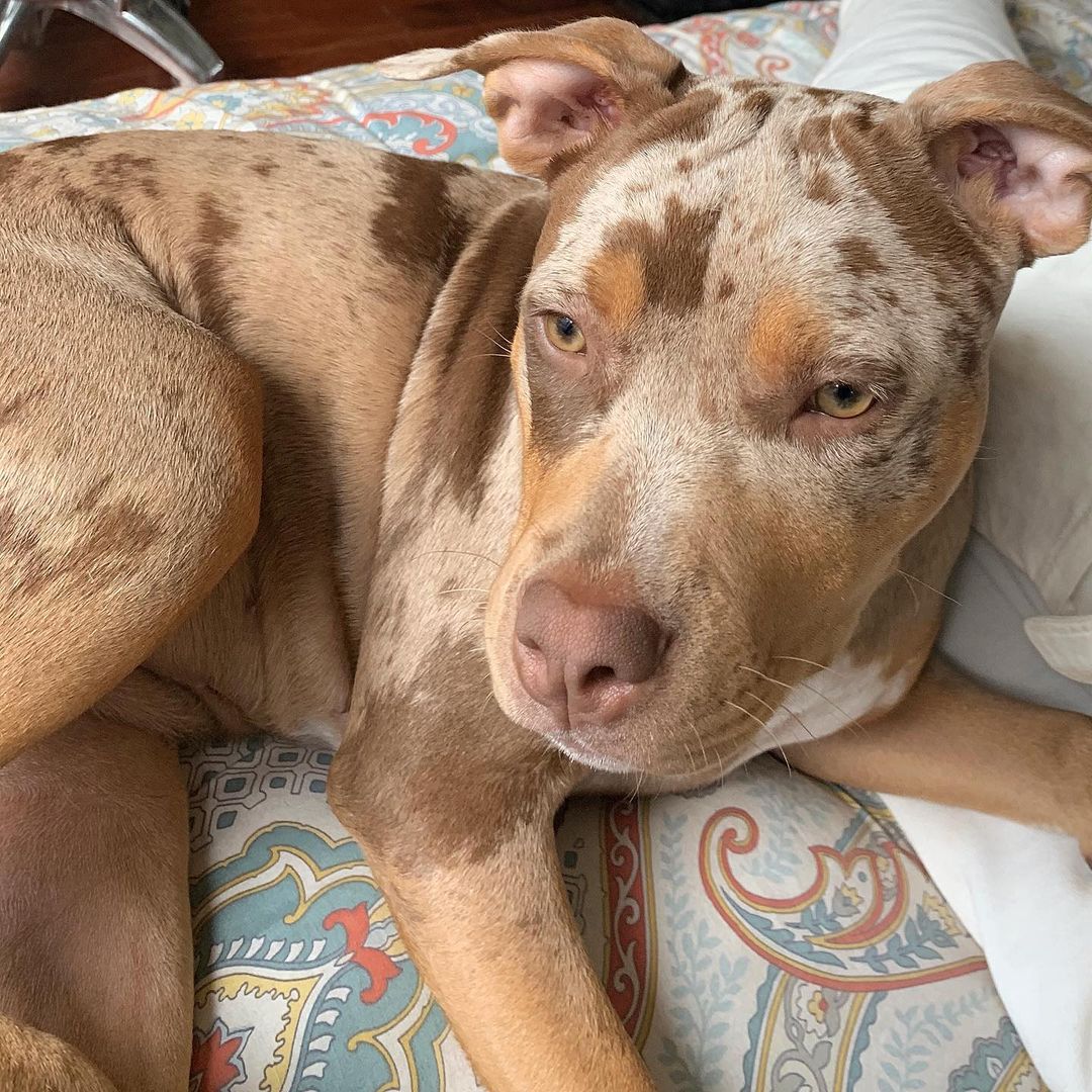 American Pitbull